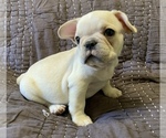 Small Photo #1 French Bulldog Puppy For Sale in ATL, GA, USA