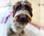 Small Photo #1 Poodle (Standard)-Wirehaired Pointing Griffon Mix Puppy For Sale in MOHNTON, PA, USA