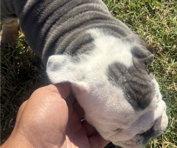Medium Photo #14 Bulldog Puppy For Sale in MCDONOUGH, GA, USA