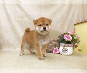 Shiba Inu Puppy for sale in ALHAMBRA, CA, USA