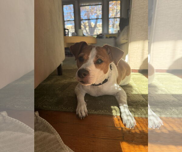 Medium Photo #42 Mutt Puppy For Sale in Philadelphia, PA, USA