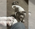 Small Photo #6 American Bully Puppy For Sale in CHICO, CA, USA