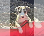 Small #1 Catahoula Leopard Dog Mix