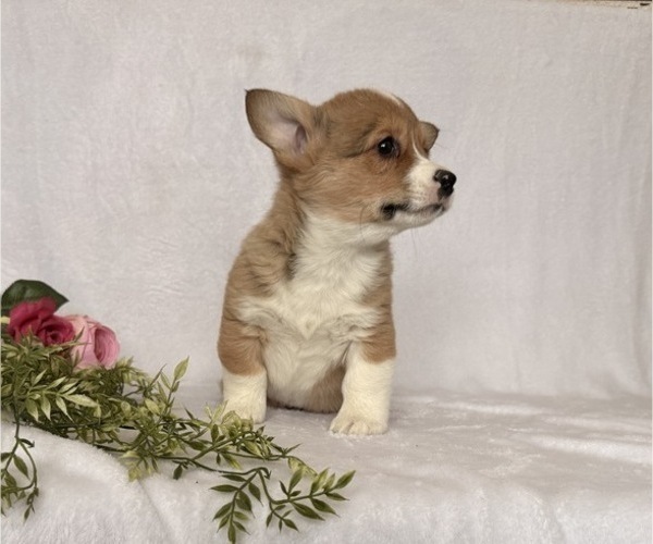 Medium Photo #4 Pembroke Welsh Corgi Puppy For Sale in STANLEY, WI, USA