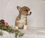Small #3 Pembroke Welsh Corgi