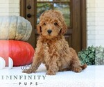 Small #2 Goldendoodle (Miniature)