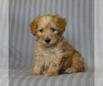 Small #3 Poodle (Miniature)-Whoodle Mix