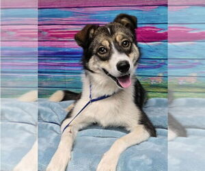 Border Collie-Unknown Mix Dogs for adoption in Lakewood, CO, USA