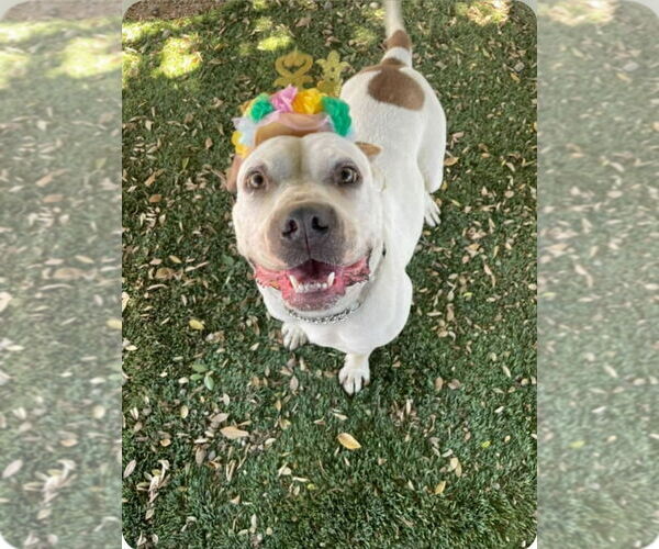 Medium Photo #6 Bulloxer Puppy For Sale in Lake Forest, CA, USA