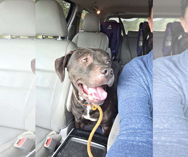 Medium Photo #2 Mutt Puppy For Sale in Thomasville, NC, USA