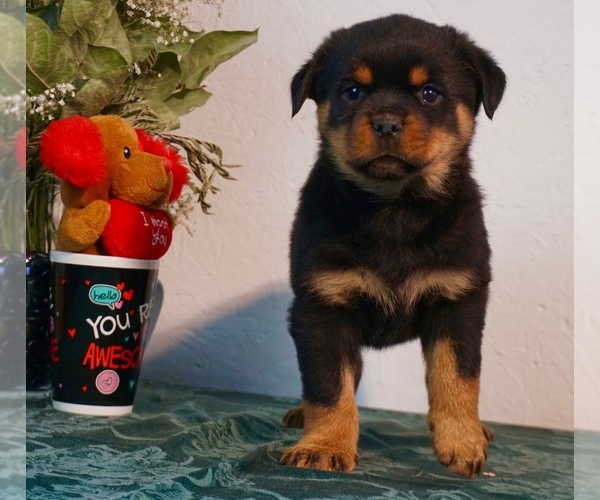 Medium Photo #3 Rottweiler Puppy For Sale in NAPPANEE, IN, USA