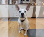 Small Photo #1 Pointer-Unknown Mix Puppy For Sale in Boston, MA, USA