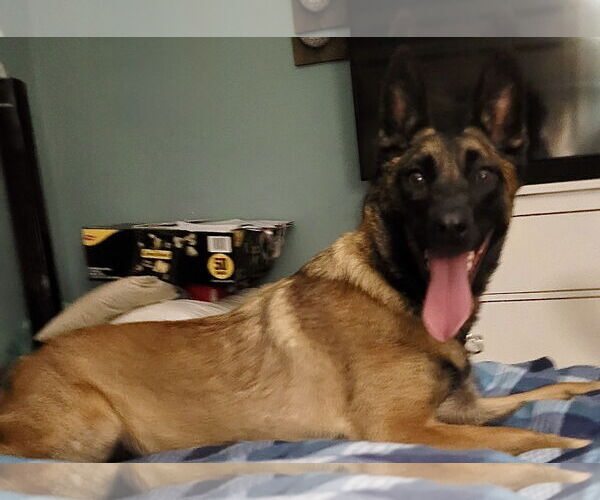 Medium Photo #2 Mutt Puppy For Sale in Stevens Point, WI, USA