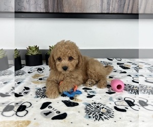 Cavapoo Puppy for sale in GREENWOOD, IN, USA