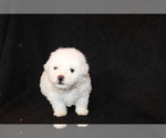 Small Photo #5 Bichon Frise Puppy For Sale in BLOOMINGTON, IN, USA