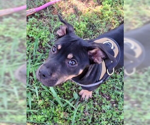 Medium Photo #5 Rottweiler-Unknown Mix Puppy For Sale in Mountain View, AR, USA