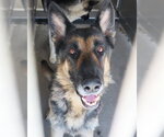 Small #1 German Shepherd Dog Mix