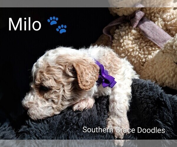 Medium Photo #6 Goldendoodle (Miniature) Puppy For Sale in GASTONIA, NC, USA