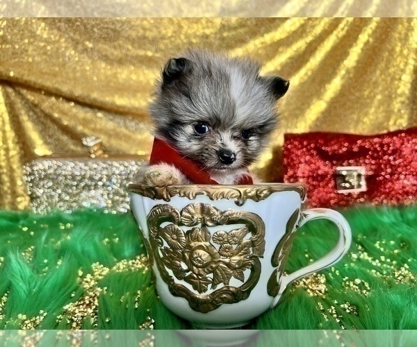 Medium Photo #13 Pomeranian Puppy For Sale in HAYWARD, CA, USA