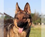Small #5 German Shepherd Dog
