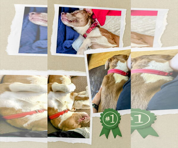 Medium Photo #3 Mutt Puppy For Sale in columbia, SC, USA