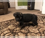 Small Photo #3 German Shepherd Dog Puppy For Sale in GAFFNEY, SC, USA