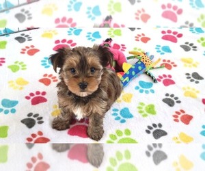 Yorkshire Terrier Puppy for sale in ORO VALLEY, AZ, USA