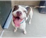 Small #1 American Bulldog Mix