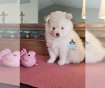 Small Photo #54 Pomeranian-Pomsky Mix Puppy For Sale in RAMSEY, MN, USA