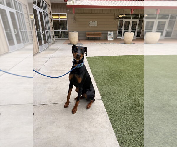 Medium Photo #3 Doberman Pinscher Puppy For Sale in Salinas, CA, USA
