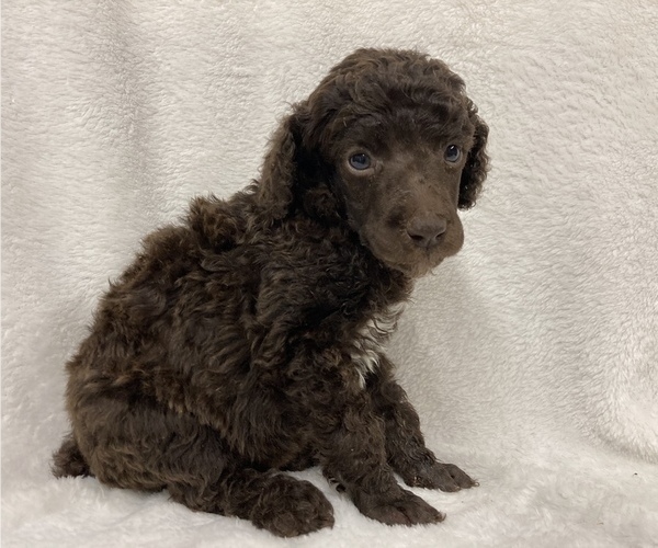 Medium Photo #3 Poodle (Standard) Puppy For Sale in CHETEK, WI, USA