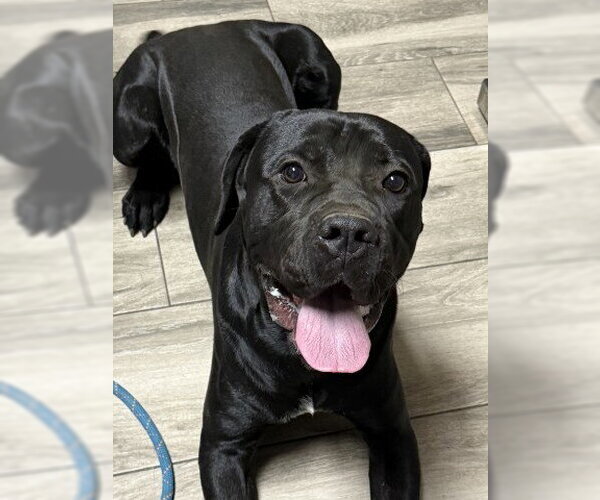 Medium Photo #1 Mastiff-Unknown Mix Puppy For Sale in Redlands, CA, USA