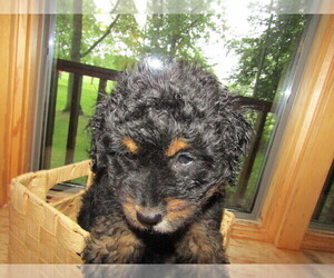 Bernedoodle Puppy for sale in AGAWAM, MA, USA
