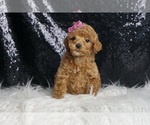 Small #2 Poodle (Toy)
