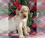 Small Photo #5 Labrador Retriever Puppy For Sale in CHRISTIANA, PA, USA