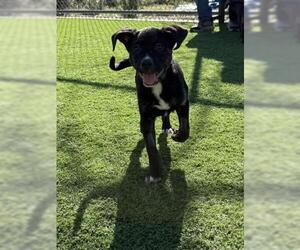 Mutt Dogs for adoption in Jackson, CA, USA