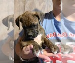 Puppy 3 Boxer