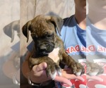 Puppy 2 Boxer