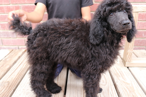 Medium Photo #1 Poodle (Standard) Puppy For Sale in EAGLE MOUNTAIN, UT, USA
