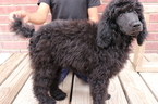 Small Photo #1 Poodle (Standard) Puppy For Sale in EAGLE MOUNTAIN, UT, USA