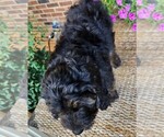 Small #9 Aussiedoodle