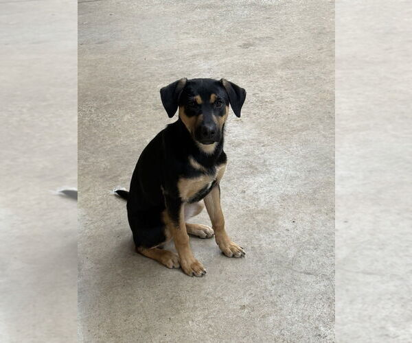 Medium Photo #3 Mutt Puppy For Sale in Boston, MA, USA