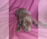 Small Photo #1 Labrador Retriever Puppy For Sale in CARROLLTON, GA, USA