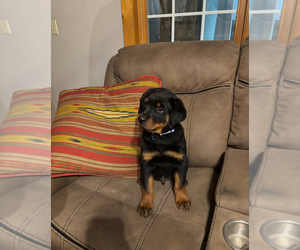 Medium Rottweiler