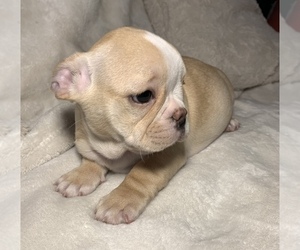 French Bulldog Puppy for sale in JOHNS ISLAND, SC, USA