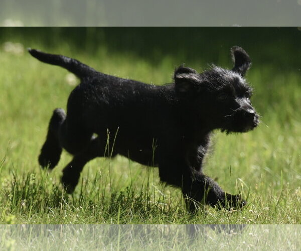 Medium Photo #5 Miniature Labradoodle Puppy For Sale in Mechanicsburg, PA, USA