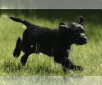 Small #4 Miniature Labradoodle
