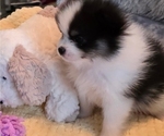 Small Photo #37 Pomeranian Puppy For Sale in MENIFEE, CA, USA