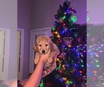 Puppy Puppy 2 Pear Goldendoodle