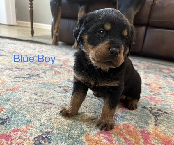 Medium Photo #1 Rottweiler Puppy For Sale in LAKE CORMORANT, MS, USA